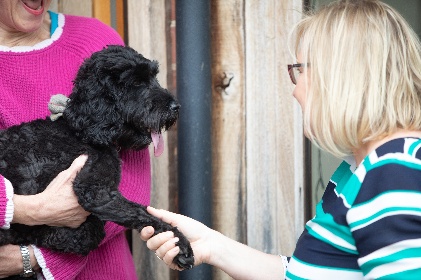 A homeowner introducing their dog to a house sitter in person.